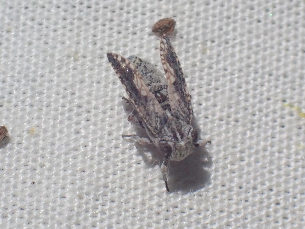 Dyctidea falcata
