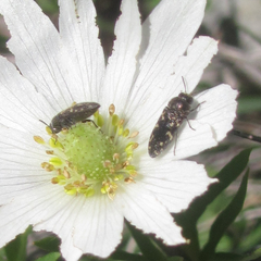 Acmaeodera