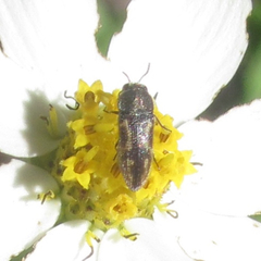 Acmaeodera