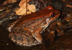 Leptodactylus rhodonotus
