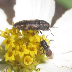 Acmaeodera