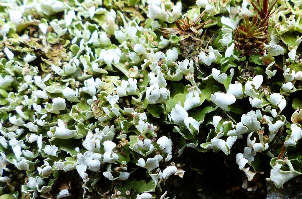 Stalkless Cladonia