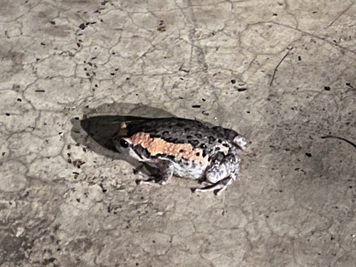 Asian Painted Frog