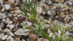 Spermolepis lateriflora