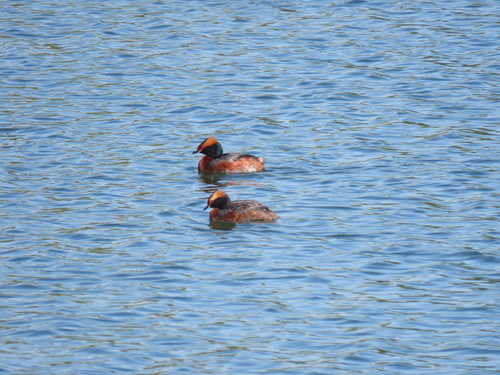 Zampullín cuellirrojo (Podiceps auritus)