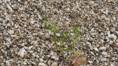 Spermolepis lateriflora