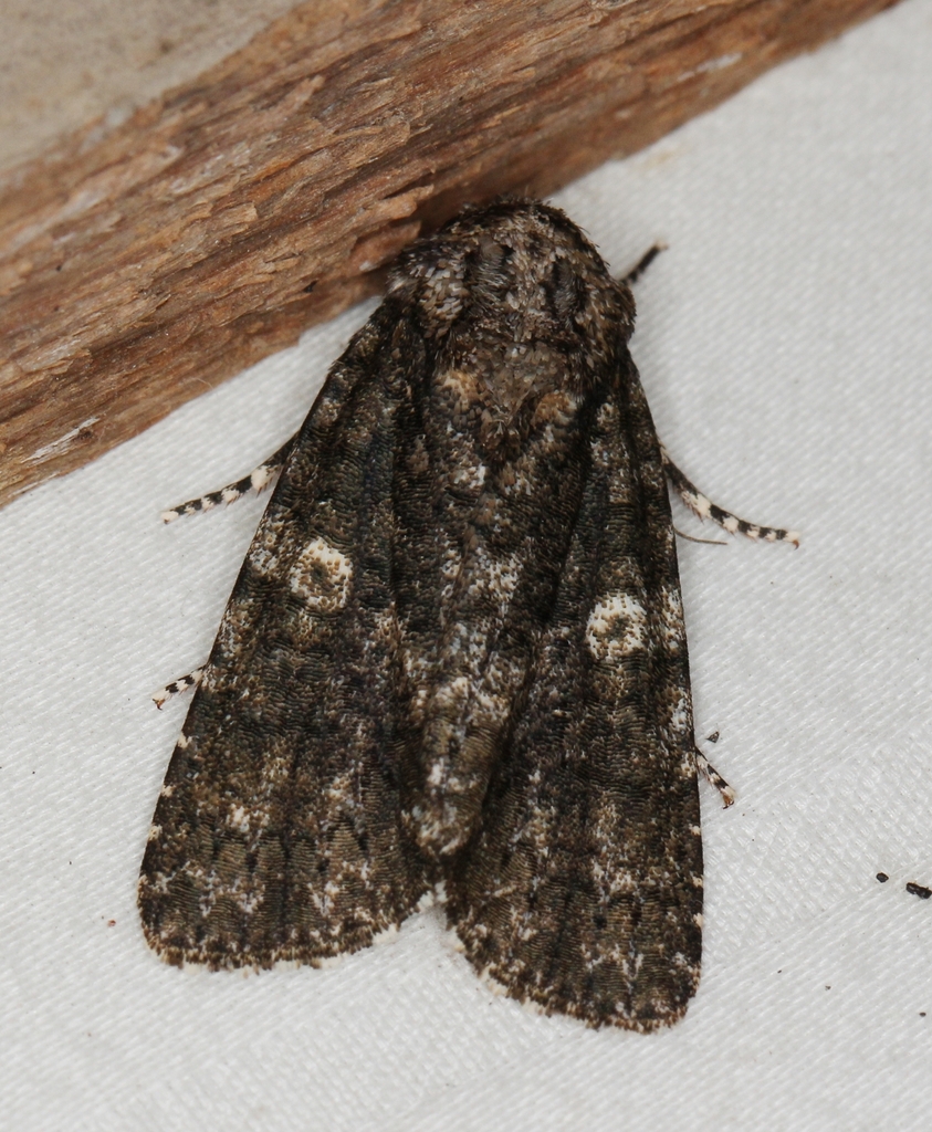 Afflicted Dagger from Browns Mills, Pemberton Township, NJ 08015, USA ...
