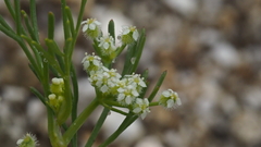Spermolepis lateriflora