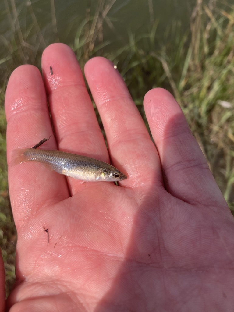 Saltmarsh topminnow (Fundulus jenkinsi) — Fundulidae