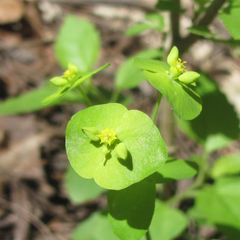Euphorbia roemeriana