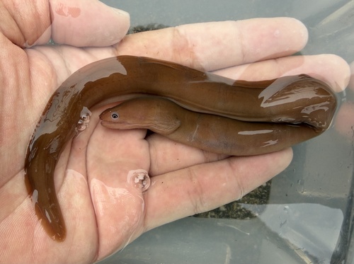 Herre's moray (Gymnothorax herrei) — Muraenidae — 2