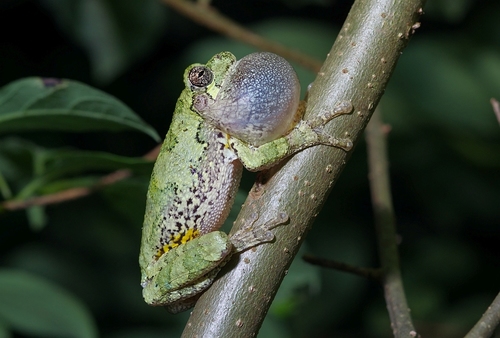 Cope's Gray Tree Frog photographed in Tennessee