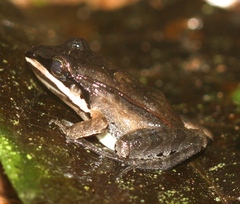 Leptodactylus didymus