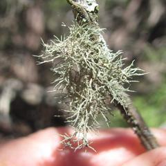 Ramalina peruviana