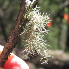 Ramalina peruviana
