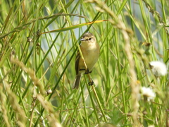 Polystictus pectoralis
