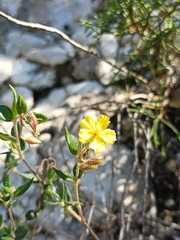 (c) Teo Albert, some rights reserved (CC BY) Helianthemum marifolium, photograph (c) Teo Albert, some rights reserved (CC BY)