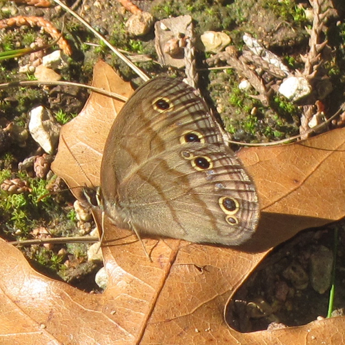Little Wood Satyr, photo 9 of 10