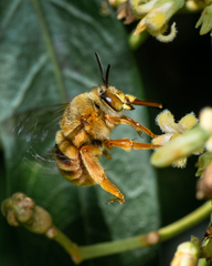Amegilla bombiformis