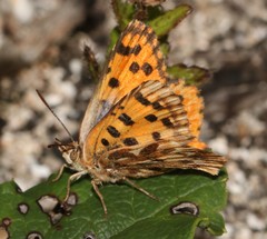 Chrysoritis thysbe whitei