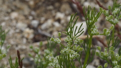 Spermolepis lateriflora