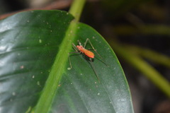 Saicinae