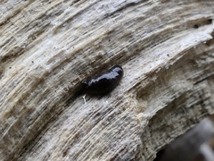 Microplana terrestris