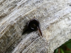 Microplana terrestris