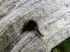 Microplana terrestris