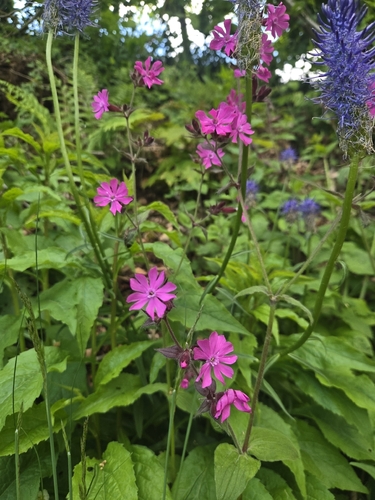 red campion