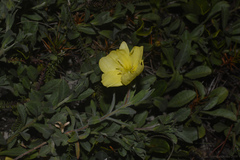 Oenothera mollissima