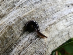 Microplana terrestris