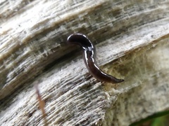 Microplana terrestris