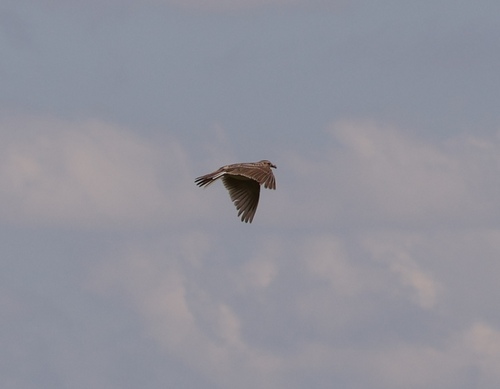 Eurasian Skylark