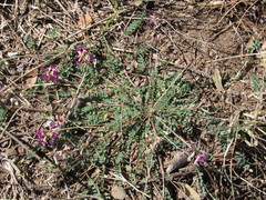 Astragalus gentryi