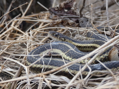 Thamnophis butleri