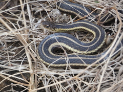 Thamnophis butleri