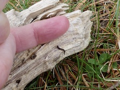 Microplana terrestris