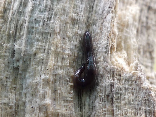 Donkere landplatworm, Connecticut, US, photo 9 of 10