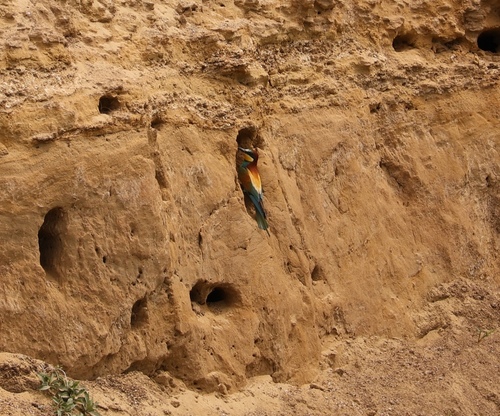 European Bee-eater