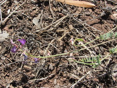 Astragalus gentryi