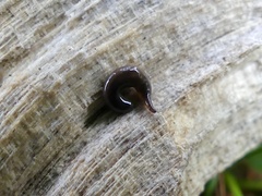 Microplana terrestris