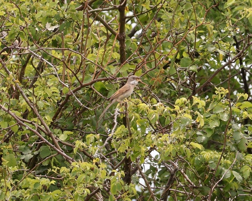 Greater Whitethroat