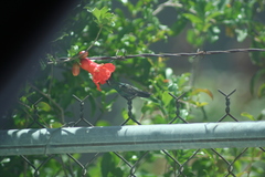 Cynanthus latirostris