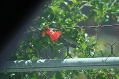 Cynanthus latirostris