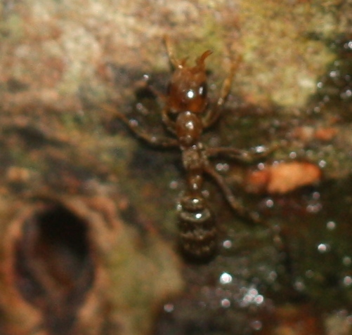 Pseudomyrmex dendroicus