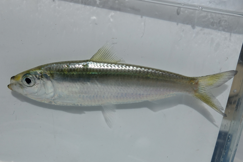 Japanese sardinella (Sardinella zunasi) — Clupeidae