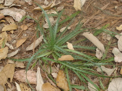 Saniculeae