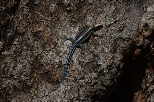 Eastern Blue-tailed Gliding Lizard