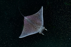 Mobula munkiana